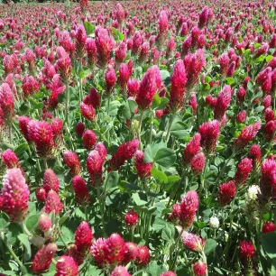 Trèfle rouge (incarnat) 50 grammes de graines