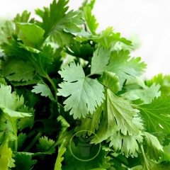Coriandre cultivée 200 graines
