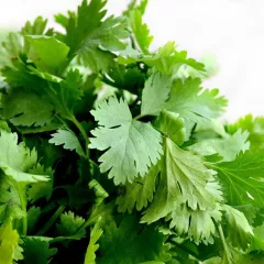 Coriandre cultivée 200 graines