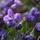 Violette odorante des 4 saisons - Viola odorata