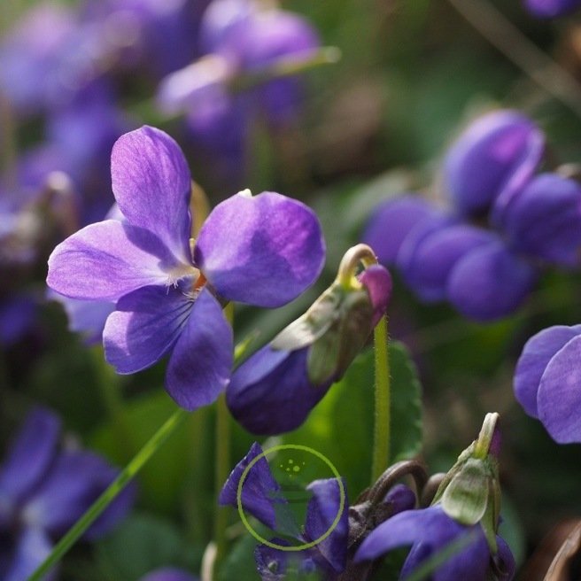 Violette odorante des 4 saisons - Viola odorata Violette odorante des 4 saisons - Viola odorata