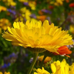 Souci Pacific Beauty double varié