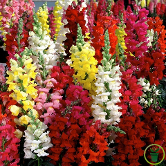 Muflier à grande fleur varié