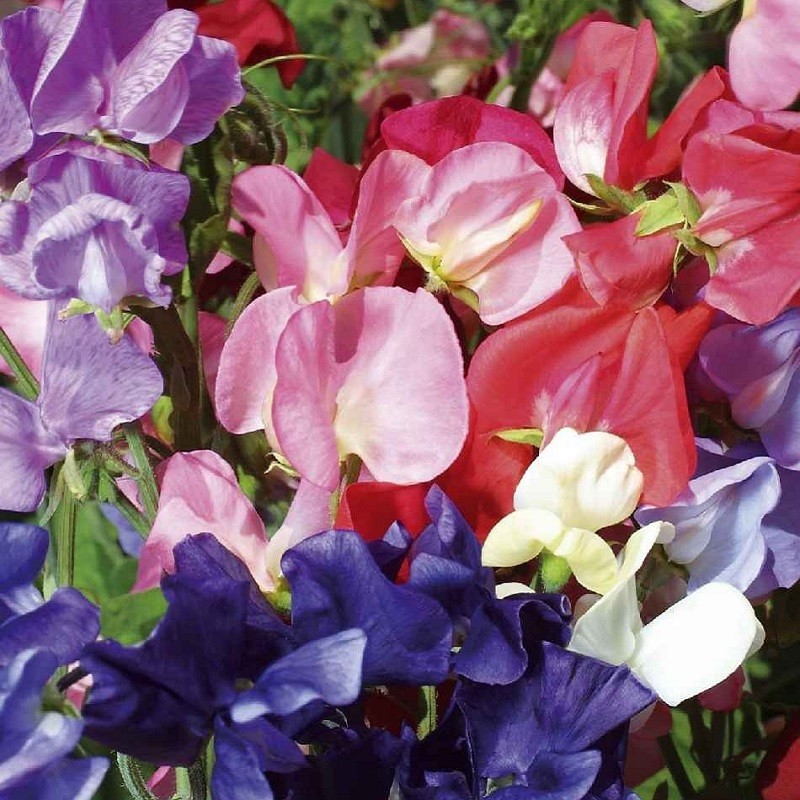 Graines de Pois de senteur varié Plusieurs variétés à semer — free download