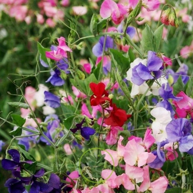 fleur senteur
