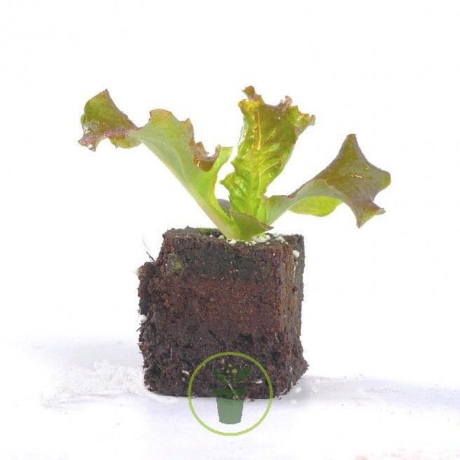 Laitue en motte de terre pressée