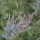 Armoise - Artemisia vulgaris 1000 graines