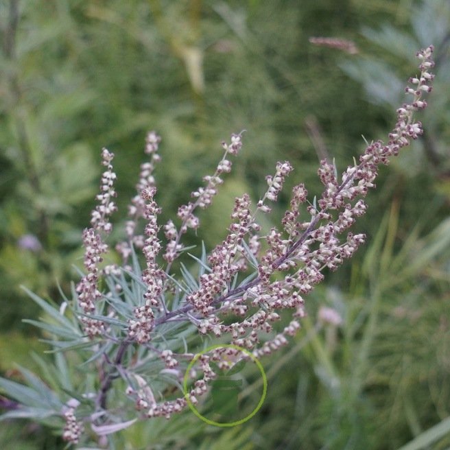 Armoise - Artemisia vulgaris 1000 graines