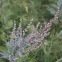 Armoise - Artemisia vulgaris 1000 graines