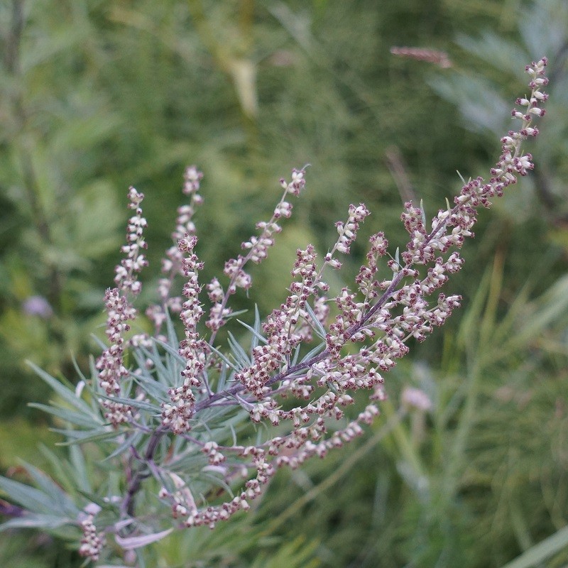 love lies bleeding plant Amaranth 'Love Lies Bleeding' main image 0