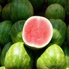 Pastèque Crimson Sweet BIO 1 gramme