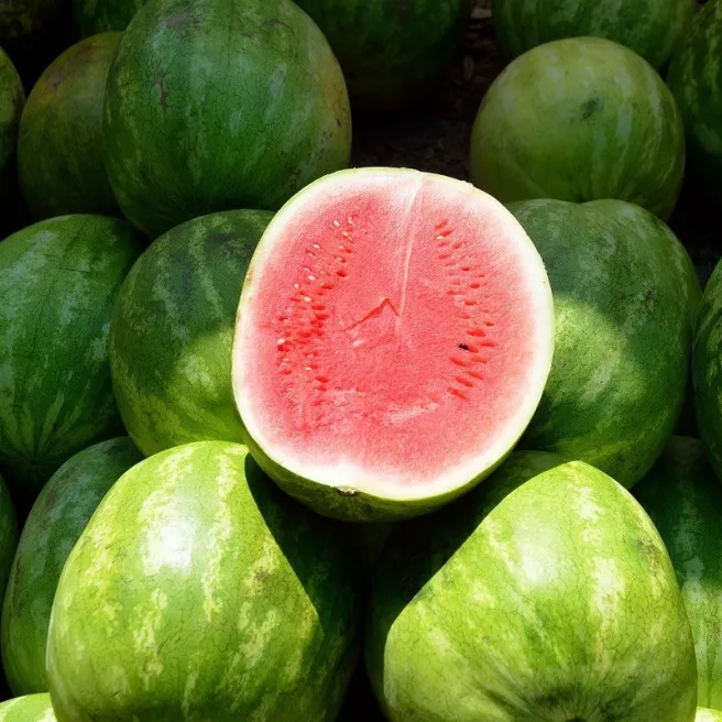 Pastèque Crimson Sweet BIO