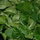 Rosettes de mâche Vit BIO gris-vert, salade de blé prête à récolter