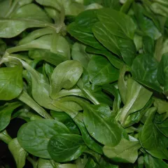 Mâche Vit BIO 1,5 grammes