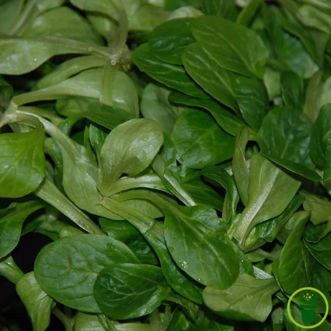 Rosettes de mâche Vit BIO gris-vert, salade de blé prête à récolter