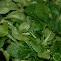 Mâche Vit BIO 1,5 grammes