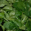 Mâche Vit BIO 1,5 grammes