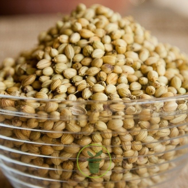 Coriandre cultivé 200 graines Coriandre cultivé 200 graines