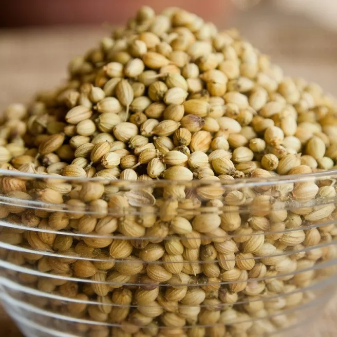 Coriandre cultivé 200 graines