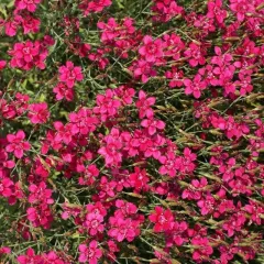 Oeillet deltoïdes rouge 500 graines