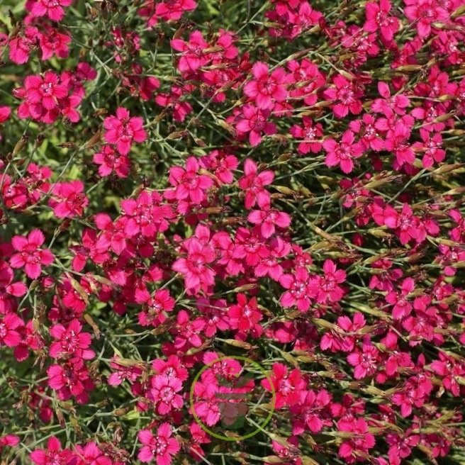 Œillet deltoïde rouge (Dianthus)