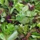 Mesclun asiatique BIO