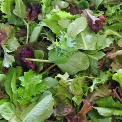 Mesclun asiatique BIO 3 grammes