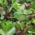Mesclun asiatique BIO 3 grammes
