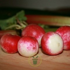 Radis Sparkler 2 bio