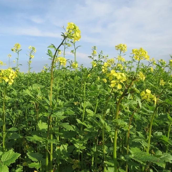 Moutarde blanche (Sinapis alba)