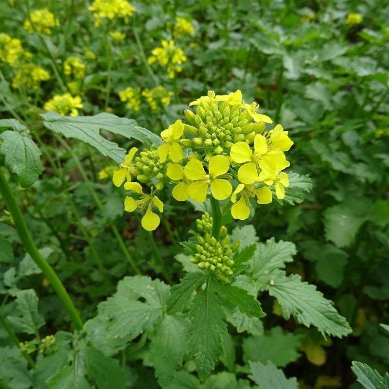 Graines de moutarde blonde