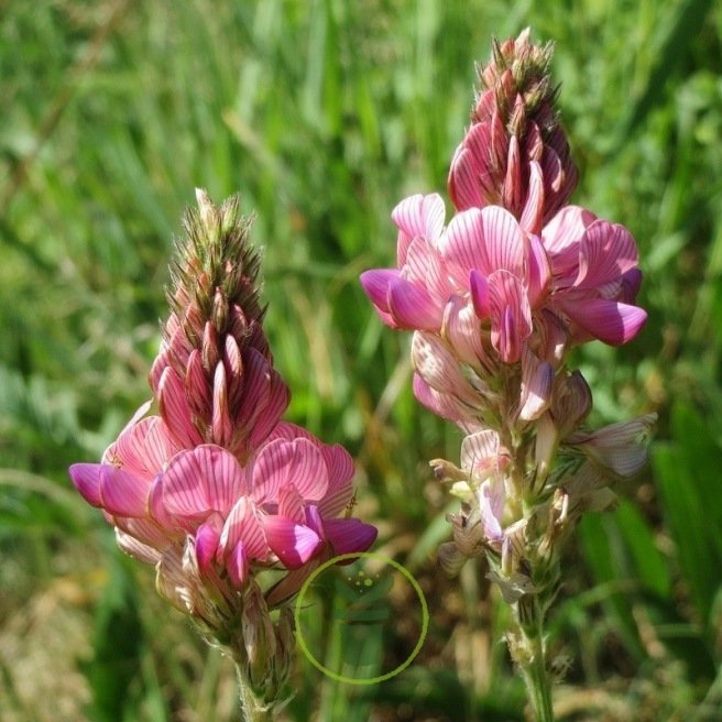 Vesce - Sainfoin 