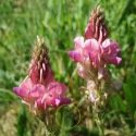 Vesce - Sainfoin - 80 grammes