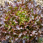 Laitue à couper Red Salad Bowl 2 grammes