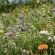 Mélange de fleurs bio pour abeilles