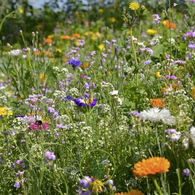 Mélange de fleurs pour abeilles – Graines biologiques