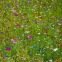 Mélange de fleurs sauvages BIO 2 grammes