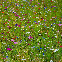 Mélange de fleurs sauvages BIO