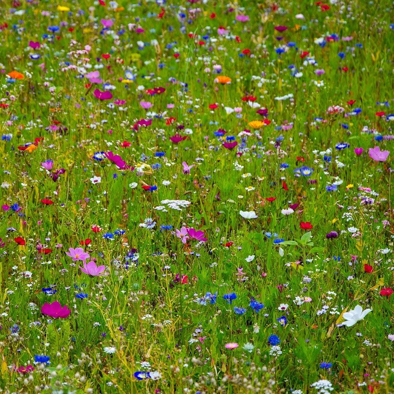 Graines de Fleurs des Champs et Graine Fleurs Sauvages - Semences du Puy