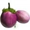 Aubergine Rotonda Bianca Sfumata Di Rosa 