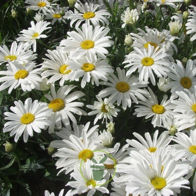 Chrysanthème étoile d'Anvers (grande marguerite)