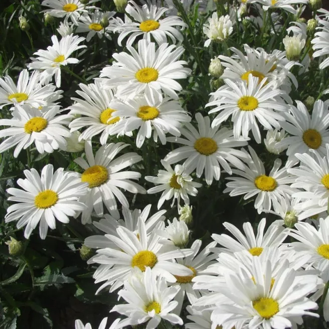 Chrysanthème étoile d'Anvers (grande marguerite)