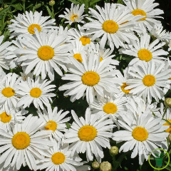 Chrysanthème Siver Princess (marguerite naine)