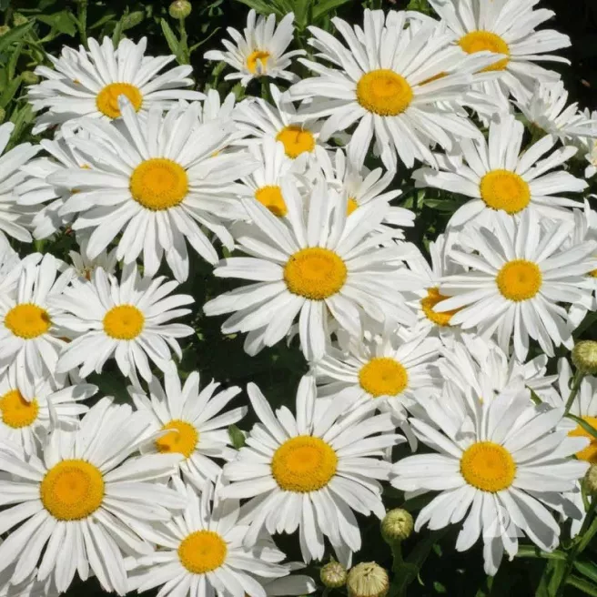 Chrysanthème Siver Princess (marguerite naine)