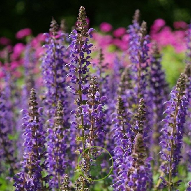 Salvia farinacea , sauge bleue 200 graines