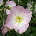 Oenothera speciosa - Onagre élégant 1000 graines