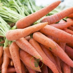 2 G Wild Céleri Graines Légume Vert