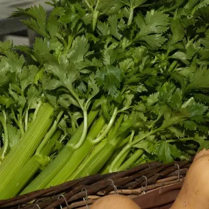 Céleri à côtes Tall Utah BIO