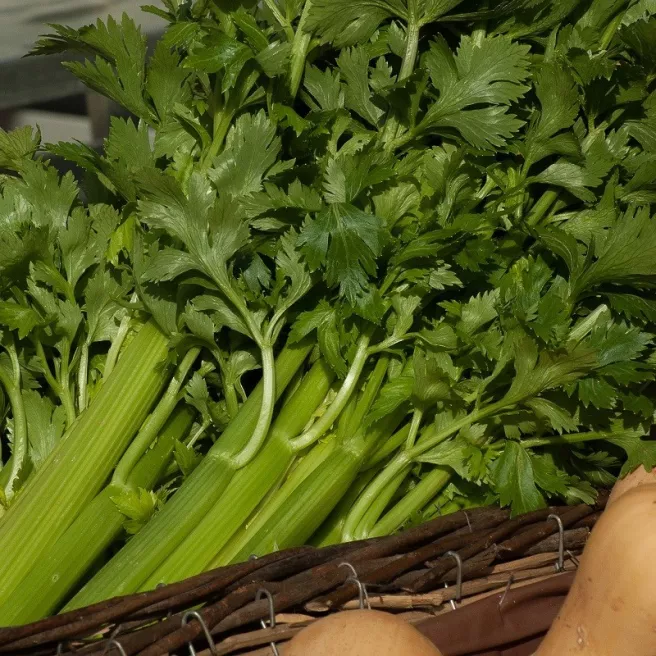 Céleri à côtes Tall Utah BIO