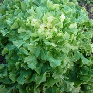 Chicorée scarole Blonde à coeur plein BIO